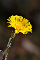 Coltsfoot (Tussilago farfara) flower in early spring, Dorset, UK, March