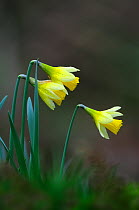 Wild daffodil (Narcissus pseudonarcissus) flowering, Wiltshire, UK, March