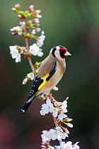 Goldfinch (Carduelis carduelis) perched in cherry blossom, Dorset, UK, March