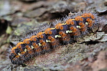 Caterpillar larva of Jersey tiger moth (Euplangia quadripunctaria) Dorset, UK, March