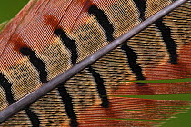 Close up of tail feather of male Pheasant (Phasianus colchicus) UK, April