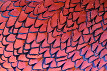 Close up of breast feathers of male Pheasant (Phasianus colchicus) UK, April