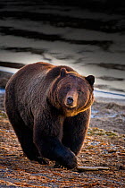 Grizzly Bear (Ursus arctos horribilis) portrait. Yellowstone National Park, Wyoming, USA, October.