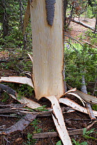 Spruce bark previously peeled off by a bear. Shoshone National Forest, Wyoming, USA, July.