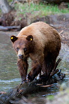 Black Bear (Ursus americanus) with ears tagged crossing a river. Grand Teton National Park, Wyoming, USA, May.