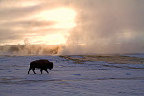 American Bison / Buffalo (Bison bison) in Upper Geyser Basin in winter. Yellowstone National Park, Wyoming, USA, January.