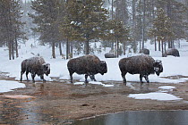 American Bison / Buffalo (Bison bison) frosted with snow walking by water. Biscuit Basin, Yellowstone National Park, Wyoming, USA, January.