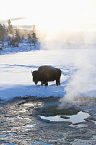 American Bison / Buffalo (Bison bison) in Upper Geyser Basin in winter. Yellowstone National Park, Wyoming, USA, January.