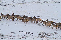 A herd of Elk (Cervus canadensis) in snow. Dubois, Wyoming, USA, February.