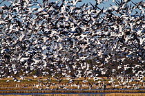 A flock of Snow Geese (Chen caerulescens) taking flight. Mississippi flyway migration route, USA, December.