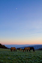 Wild Horses (Equus caballus) grazing in evening light. Pryor Mountain, border of Montana and Wyoming, USA, June.