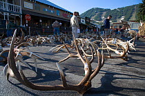 Jackson Hole Antler Auction held on the town square annually and proceeds of the sale go to the Boy Scouts of America. Jackson, Wyoming, USA, April 2006.