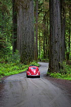 Volkswagon driving through Jedediah Smith Redwoods State Park, California, USA, May, Model released