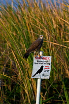 Snail / Everglade Kite (Rostrhamus sociabilis) in natural habitat perching on warning sign. Endangered species. Florida, USA, April.