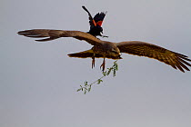 Snail / Everglade Kite (Rostrhamus sociabilis) in flight carrying nesting material mobbed by a Redwing Blackbird (Agelaius phoeniceus). Endangered species. Florida, USA, April.