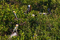 Brown Pelican (Pelecanus occidentalis) in rookery in a tree. California, USA, April.