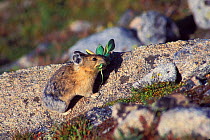 Pika (Ochotona) in stoney high-altitude habitat gathering food. Wyoming, USA.