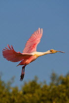 Roseate Spoonbill (Platalea ajaja) in flight. Alafia Banks Preserve, Florida, March.