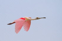 Roseate Spoonbill (Platalea ajaja) in flight. Alafia Banks Preserve, Florida, March.