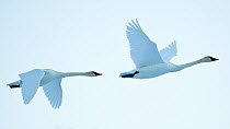 Two Trumpeter Swans (Cygnus buccinator) in flight showing the extent of the up and down-stroke. Flat Creek, Jackson, Wyoming, January.