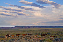 McCullough Peaks wild horse (Equus caballus) herd on open plains under unusual clouds. Cody, Wyoming, USA, July.