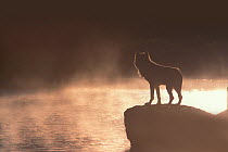 Silhouette of Gray Wolf (Canis lupus) standing on a rock by the Yellowstone River. Yellowstone National Park, USA,