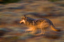 Gray Wolf (Canis lupus) running. Grand Teton National Park, Wyoming, September.