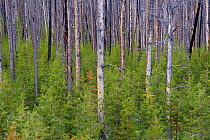 Lodgepole Pine (Pinus contortus) grow amongst trees killed by the 1988 fire on Dunn Ravin Pass. Yellowstone National Park, Wyoming, July 2009.