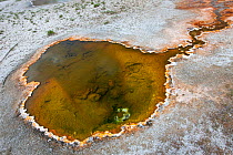 Thermal pools and hot springs along White Creek in the Lower Geyser Baisn area of Yellowstone National Park, Wyoming. June 2010.