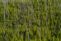 Lodgepole Pine (Pinus contorta) regrowth after the Yellowstone Fires of 1988. Norris Junction, Wyoming, September 2010.