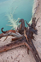 A branch that has fallen into a geothermal spring, encrusted with minerals from the waters. Wyoming, USA, October 2010.