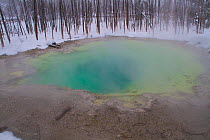 Cistern Spring in Norris Geyser Basin showing colour of blue green algae and bacteria. Yellowstone National Park, Wyoming, USA, January 2011.
