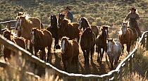 Group of wild horses coralled by Cowboys,  Sombrero Ranch, Colorado, USA, May 2010, model released