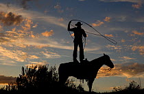 Silhouette of cowboy standing on horse throwing a lassoo at sunset, Sombrero Ranch, Colorado, USA, May 2010, model released