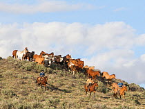 Cowboys rounding up wild horses,  Sombrero Ranch, Colorado, USA, May 2010