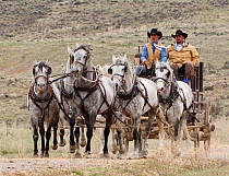 Traditional cowboy carriage pulled by four grey horses, Sombrero Ranch, Colorado, USA, May 2010, model released