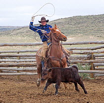 Cowboy on horseback lassooing young calf, Sombrero Ranch, Colorado, USA, May 2010, model released