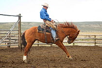Cowboy on bucking horse, training the horse, Sombrero Ranch, Colorado, USA, May 2010, model released