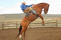 Cowboy on rearing horse, training the horse, Sombrero Ranch, Colorado, USA, May 2010, model released