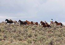 Cowboys rounding up herd of horses, Sombrero Ranch, Colorado, USA, May 2010, model released