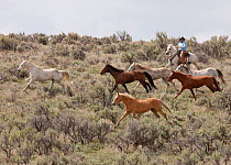 Cowboys rounding up herd of horses,  Sombrero Ranch, Colorado, USA, May 2010, model released