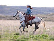 Female cowboy riding grey horse, Sombrero Ranch, Colorado, USA, May 2010, model released