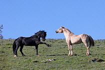 Wild horses / mustangs, two stallions posturing, Pryor Mountains, Montana, USA, June