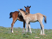 Wild Horses / mustangs, two foals mutual grooming, Pryor Mountains, Montana, USA, June