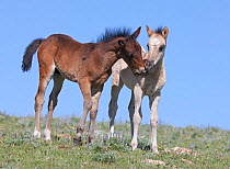 Wild Horses / mustangs, two foals interacting, one grooming / biting the other, Pryor Mountains, Montana, USA, June