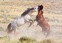 Wild Horses / mustangs, two stallions rearing up fighting, McCullough Peaks Herd Area, northern Wyoming, USA, August