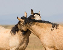 Wild Horses / mustangs, two mares mutual grooming, McCullough Peaks Herd Area, northern Wyoming, USA, August