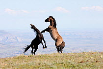Wild Horses / mustangs, two stallions rearing up fighting, Pryor Mountains, Montana, USA, June