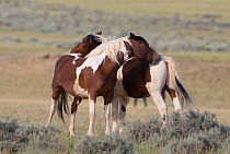 Wild Horses / mustangs, two pintos mutual grooming, McCullough Peaks Herd Area, northern Wyoming, USA, June