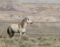 Wild Horse / mustang, grey stallion in landscape, Adobe Town Herd Area, southwestern Wyoming, USA, May 2009
